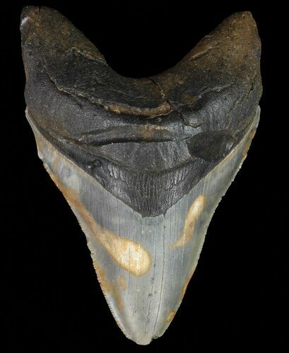 Megalodon Tooth - North Carolina #67288